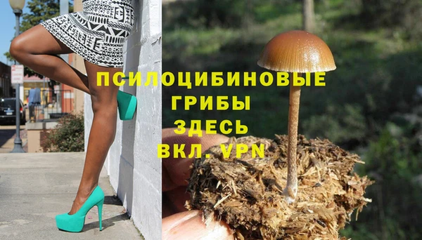 ПСИЛОЦИБИНОВЫЕ ГРИБЫ Новозыбков